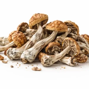 Dried Mushrooms